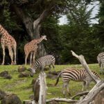 Waarom is Safaripark Beekse Bergen zo uniek?